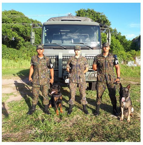 A história da cavalaria e sua importância para o nascimento da veterinária  militar – Animal Business Brasil